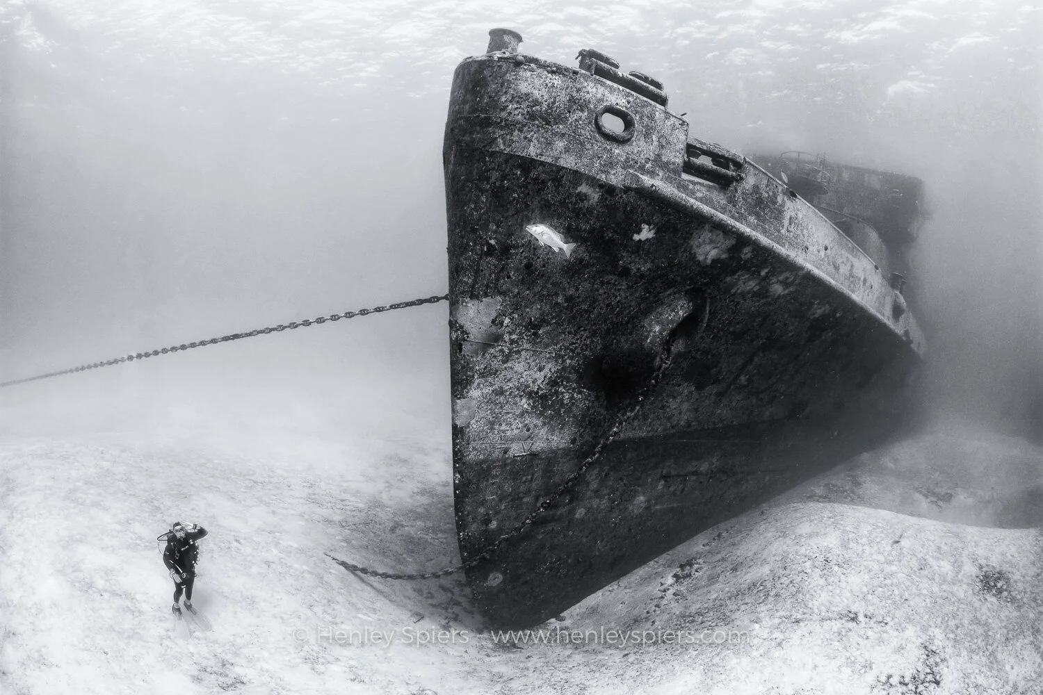 Saluting_the_Kittiwake.jpg