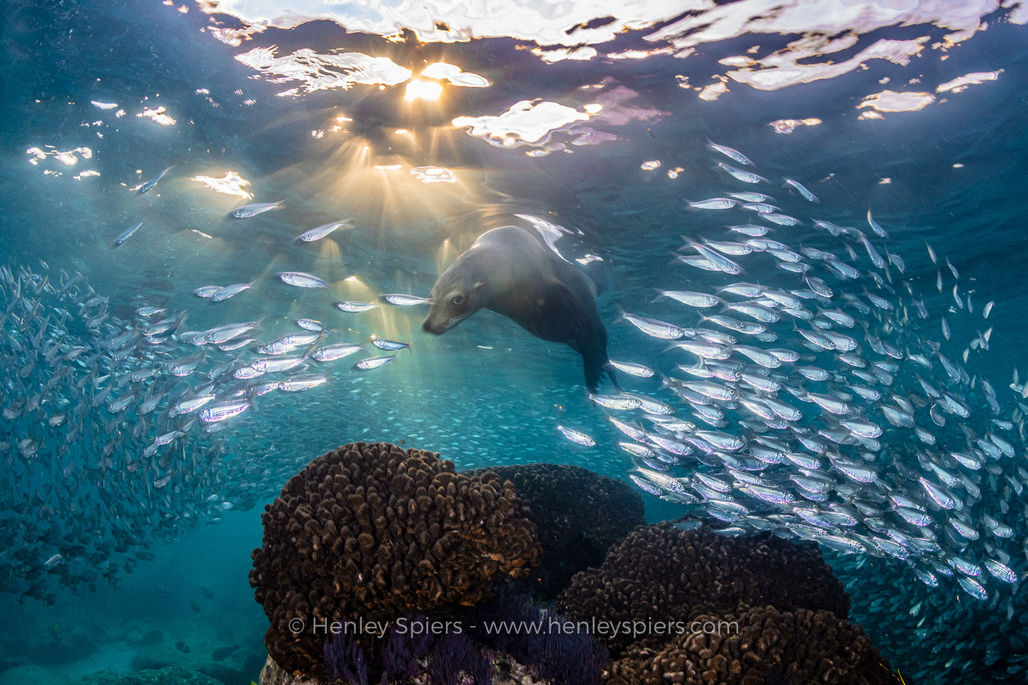 Sea_Lion_at_Sunset.jpg