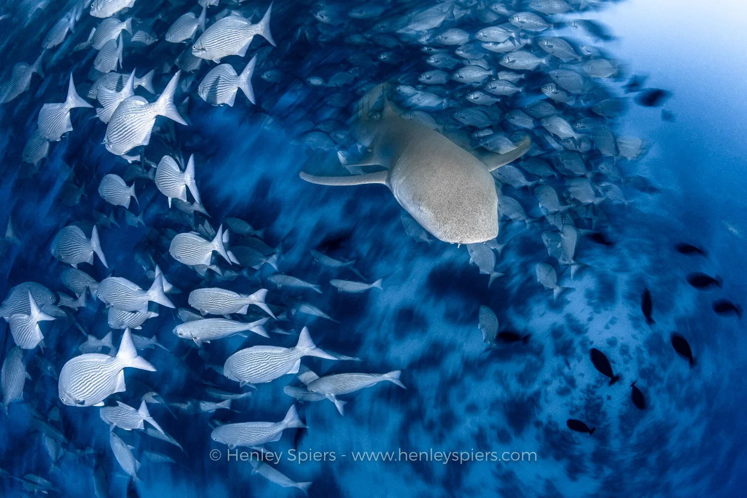 Shark_Vortex.jpg