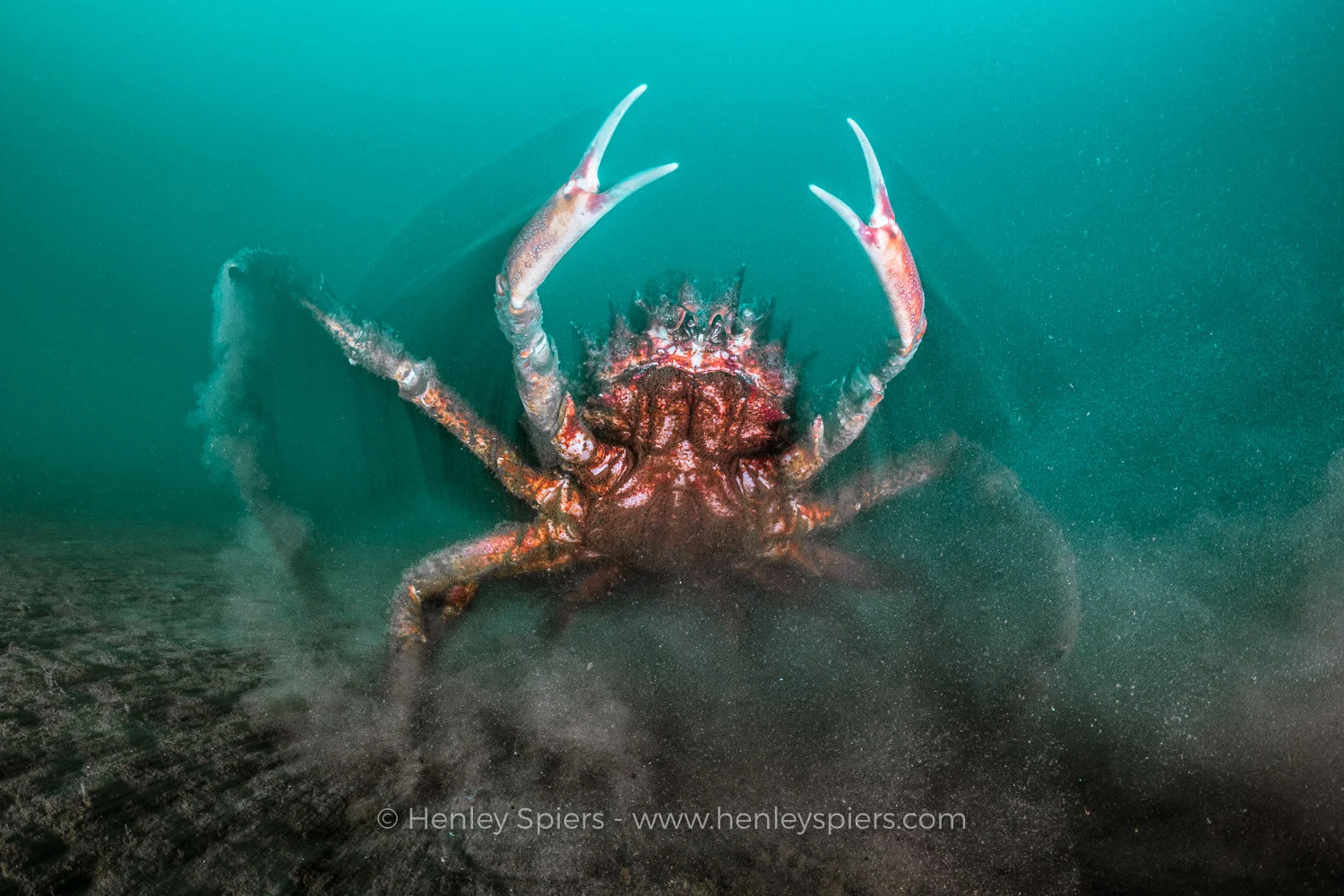 Spider_Crab_Attacks.jpg