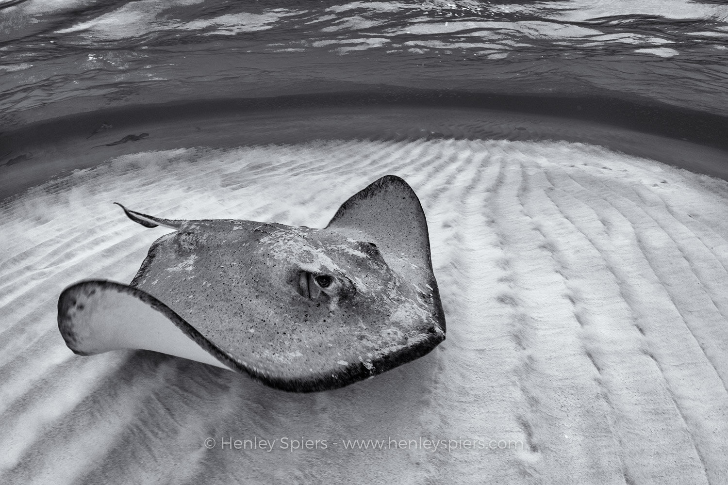 Stingray.jpg