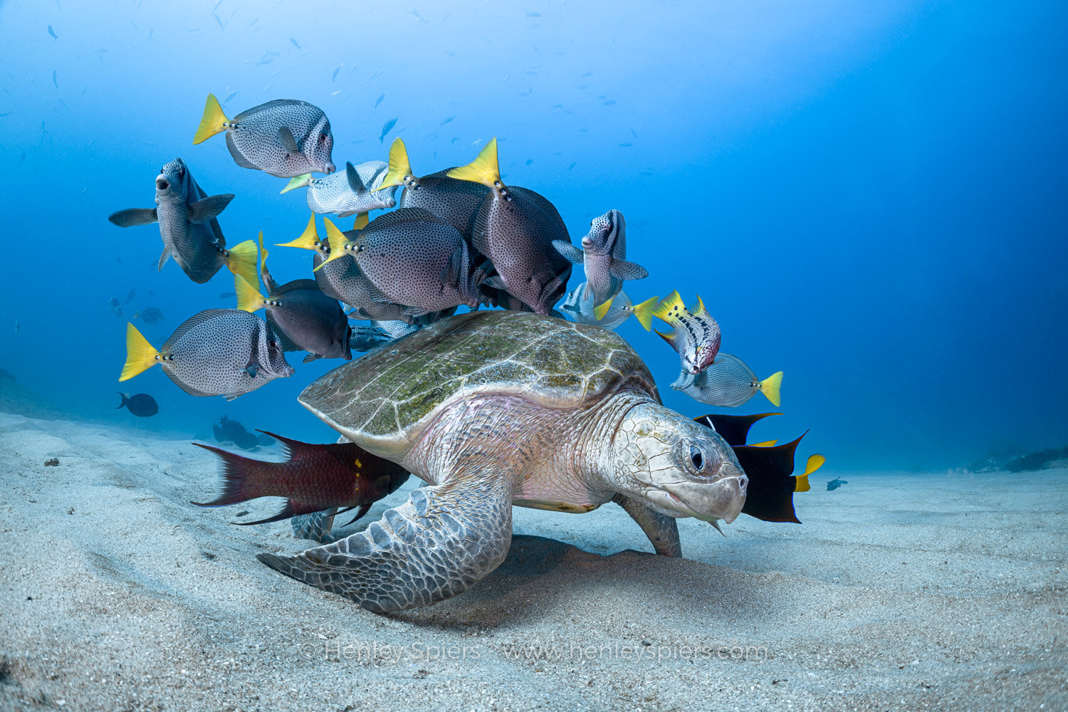Turtle_&_Friends.jpg