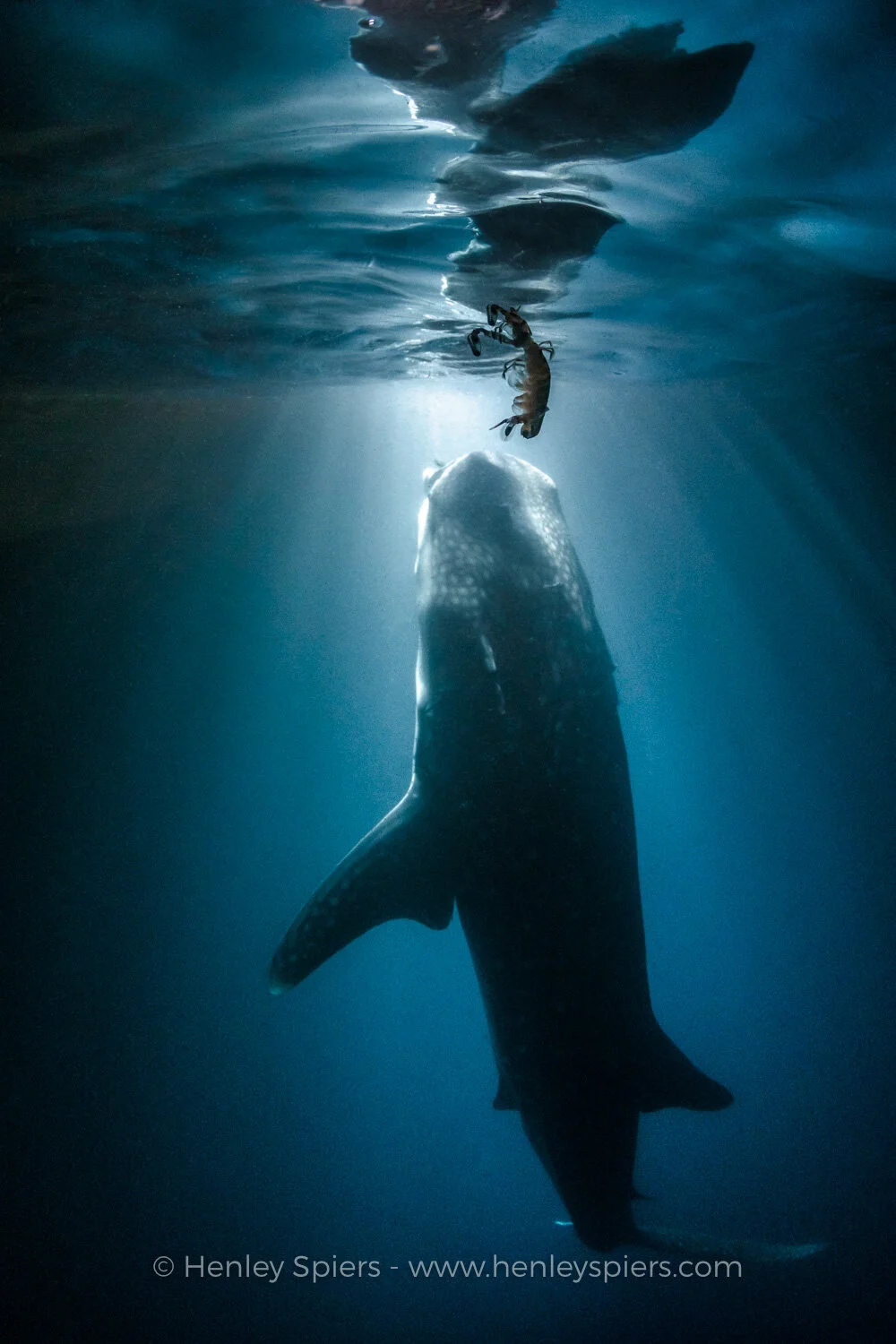 Whale_Shark_and_Mantis_Shrimp.jpg