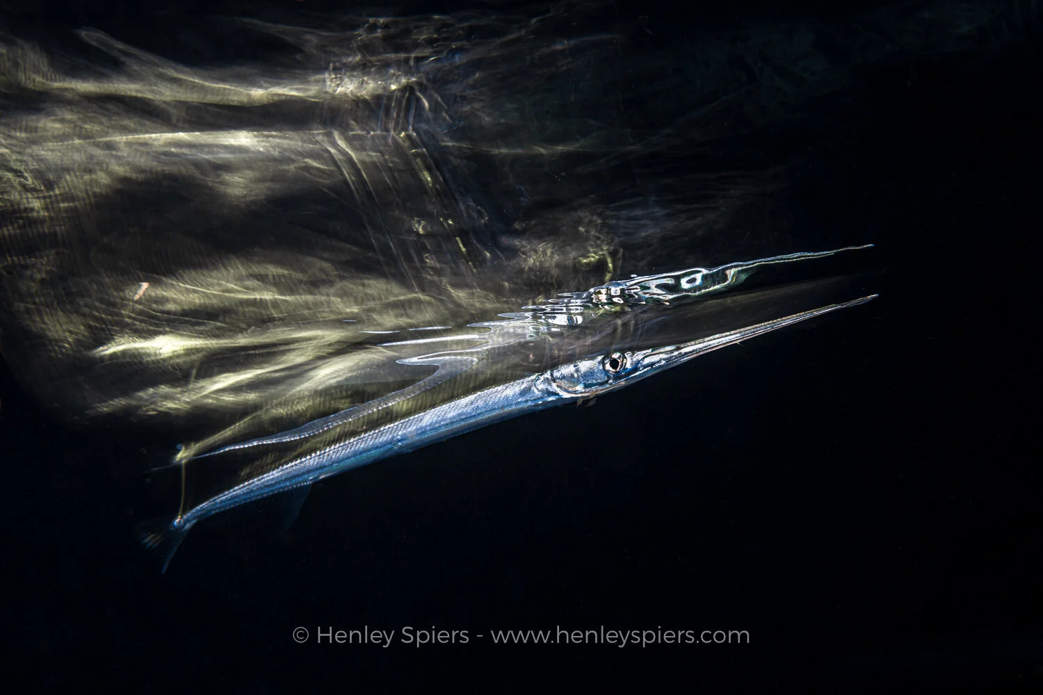 Needlefish_Reflections.jpg