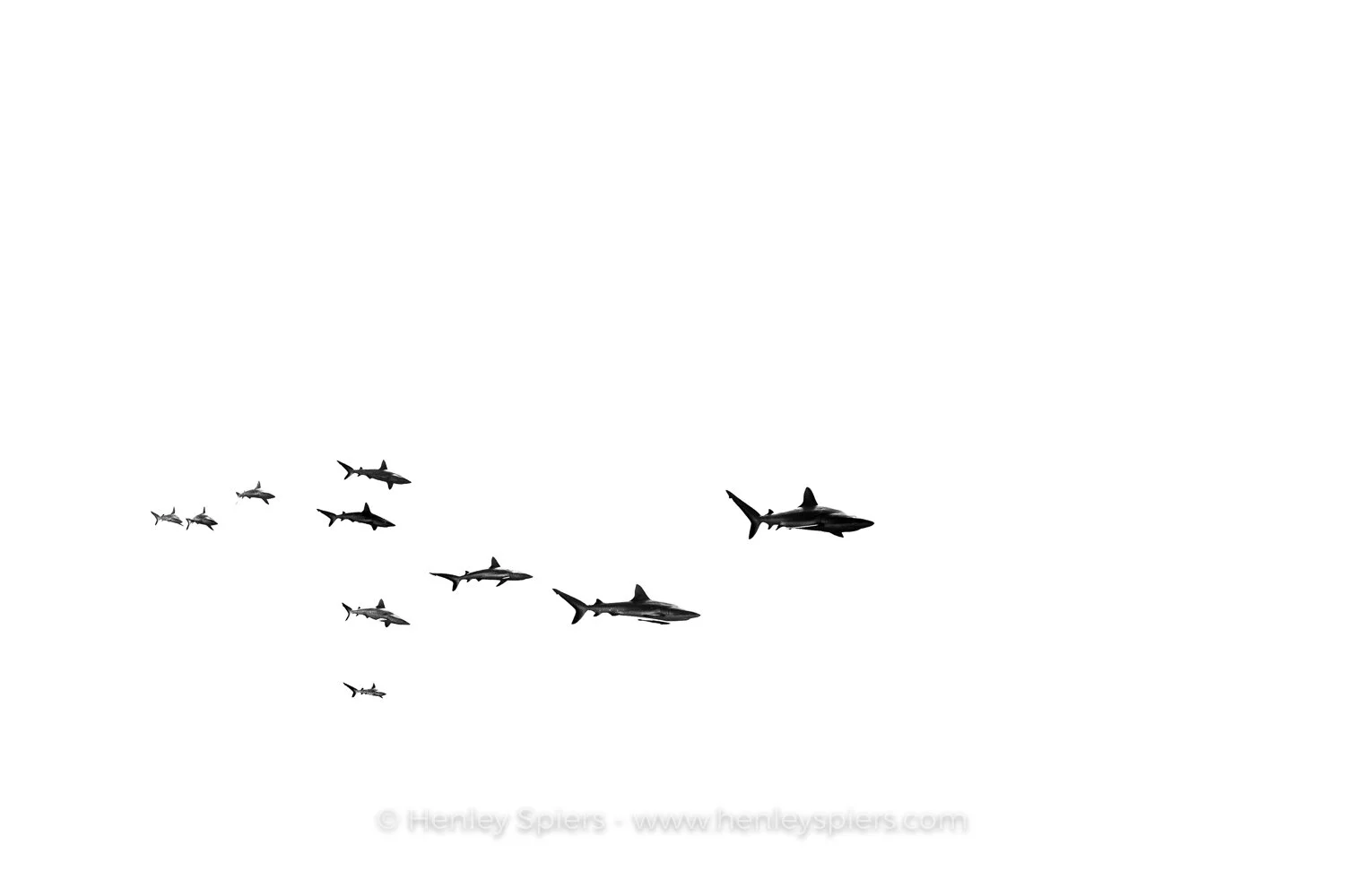 10_Sharks.jpg