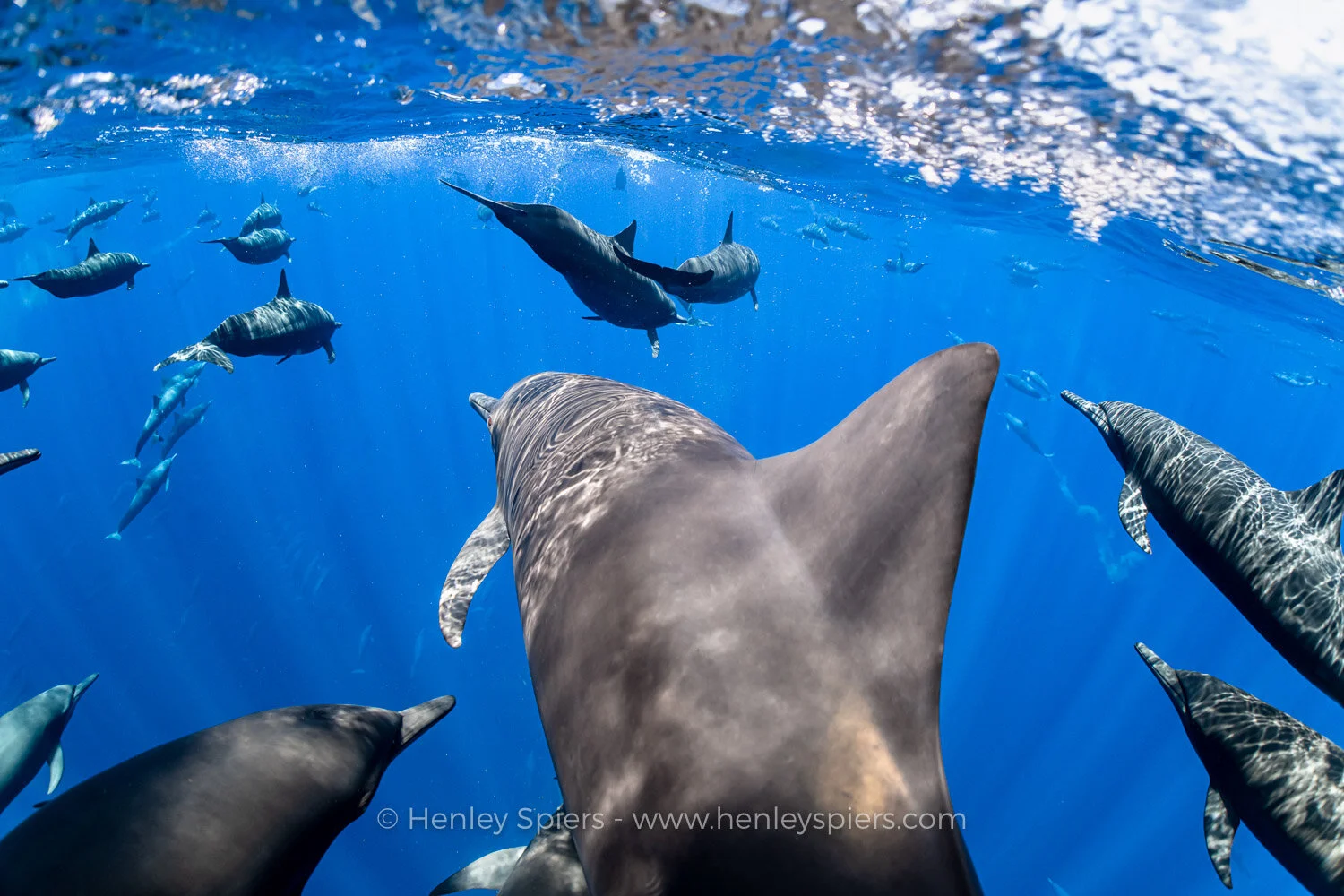 Dolphin_Ride_Along.jpg