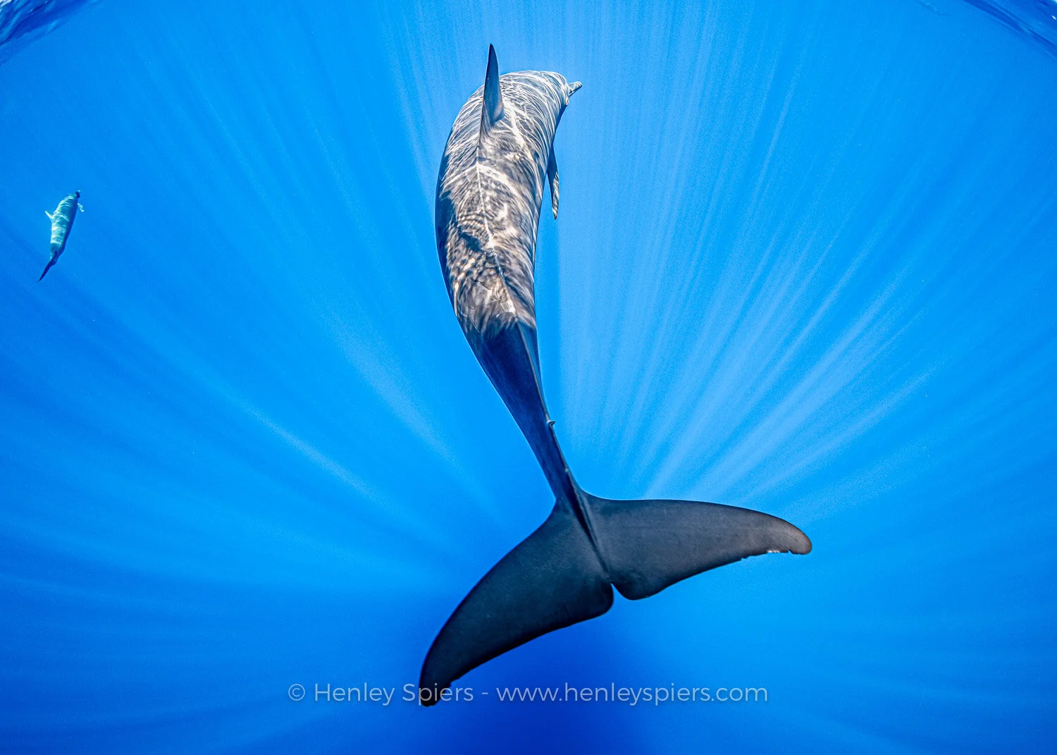 Dolphin.jpg