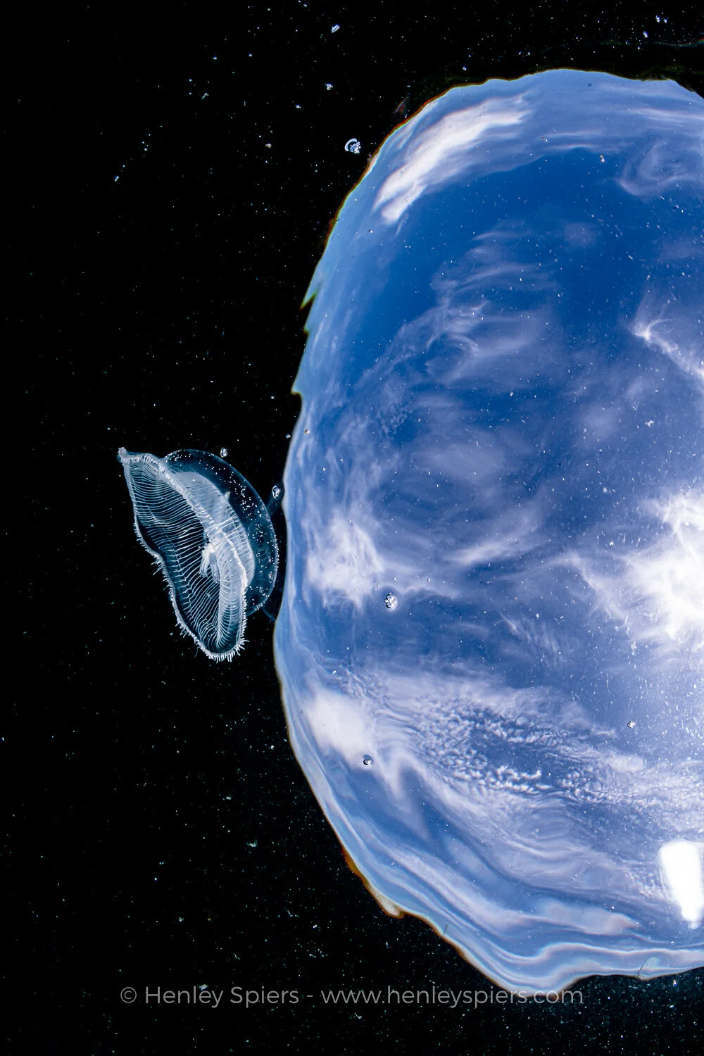Jellyfish_Orbit.jpg