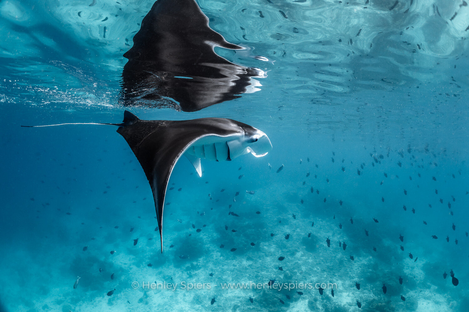 Manta_Reflection.jpg