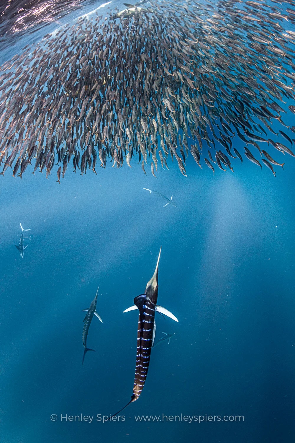 Marlin_Hunt.jpg