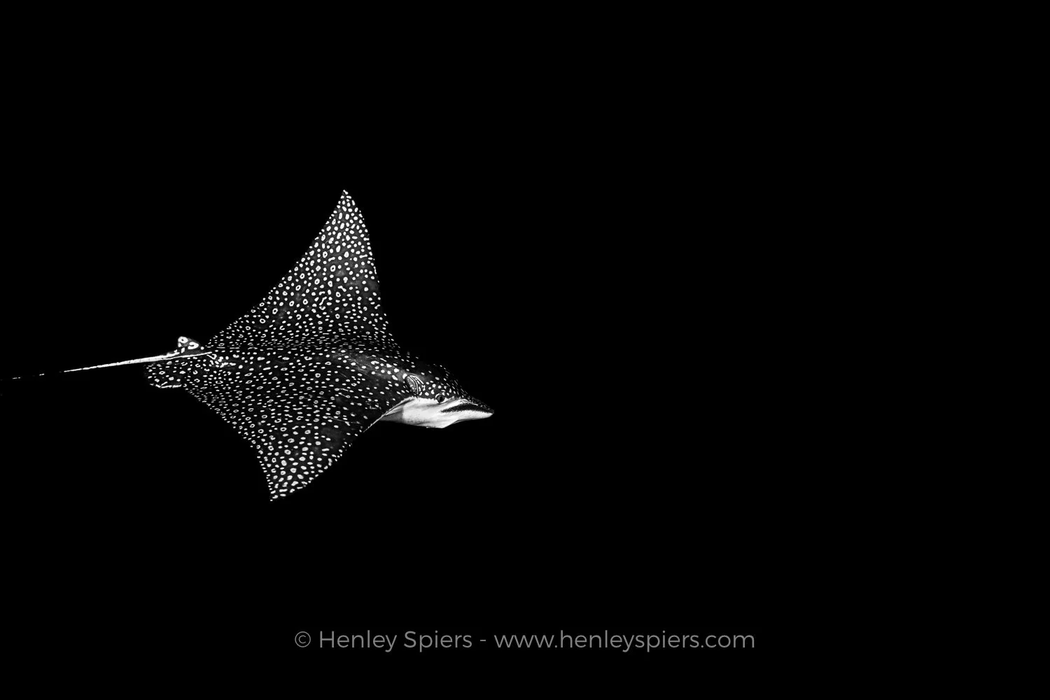 Spotted_Eagle_Ray.jpg