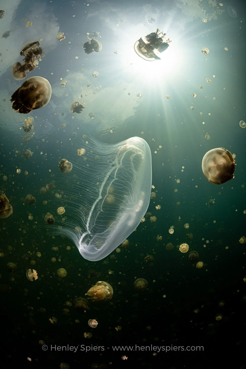 Jellyfish_Lake.jpg