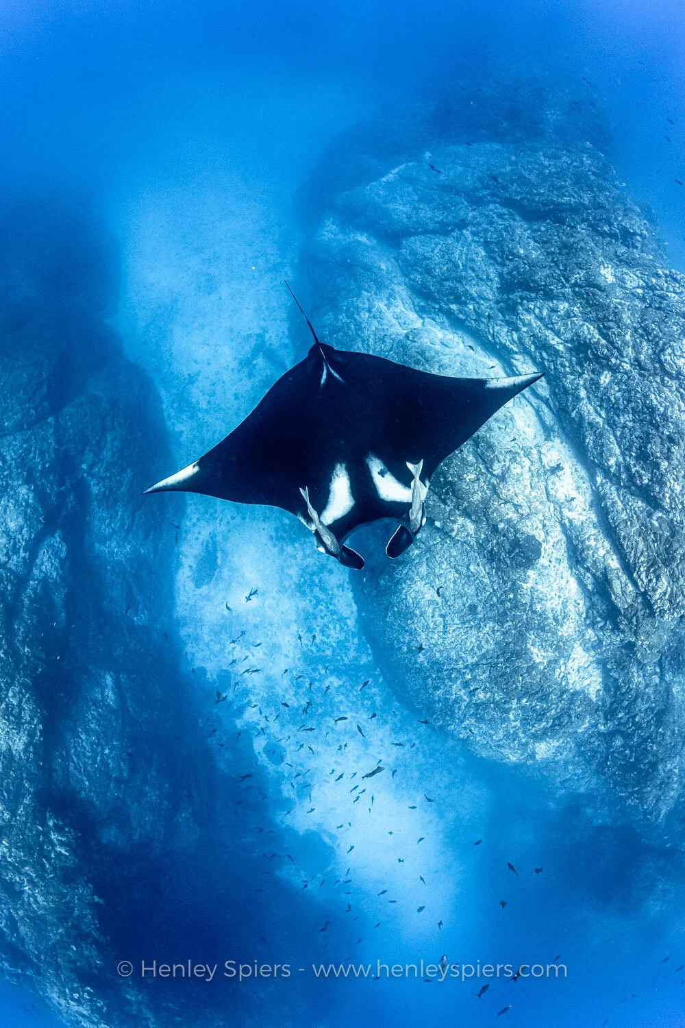 Oceanic_Manta.jpg