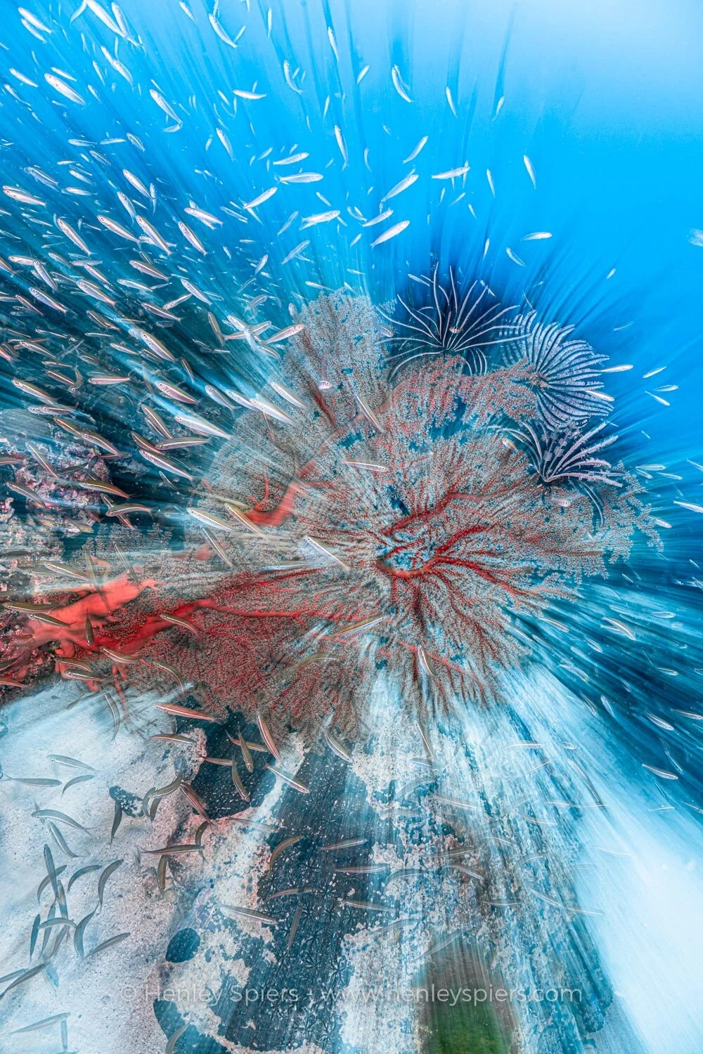 Seafan_Burst.jpg