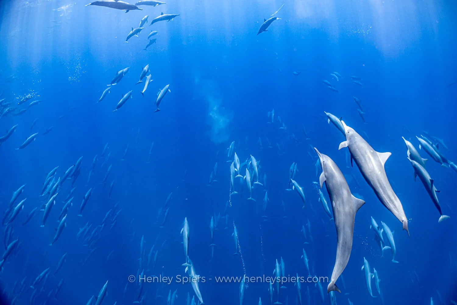 Spinner_Dolphins.jpg