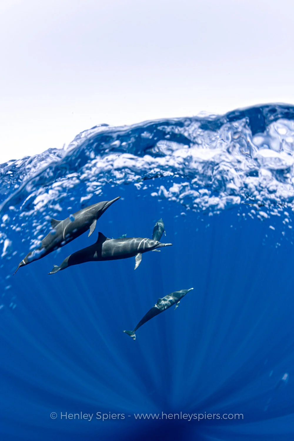 Dolphins_Revealed.jpg