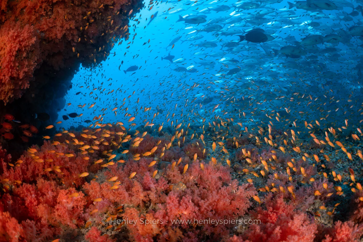 Ocean_Abundance.jpg