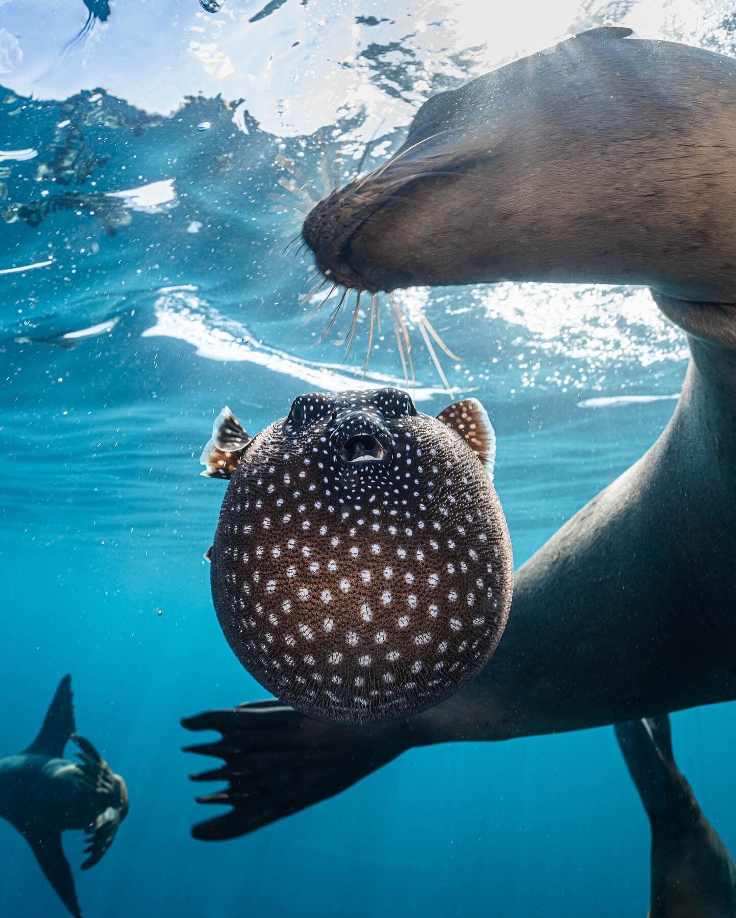 Playfulness is a vital part of a young sea lion's upbringing, a joyful way to train themselves in the skills and strengths needed for adult life. At times, their play takes a turn for the wicked, coming at the expense of other animals. On this occasi