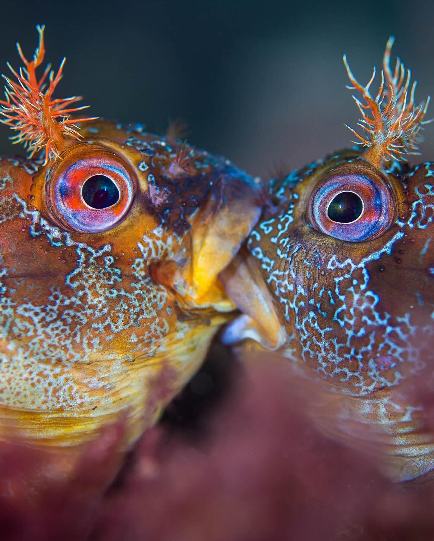 Love Bite? Nope, far from affection, this is a bite not a kiss. Two male tompot blennies fighting for territorial mating rights in just a few metres of water under Swanage pier in Dorset, UK.

I captured this moment 7 years ago during one of my first