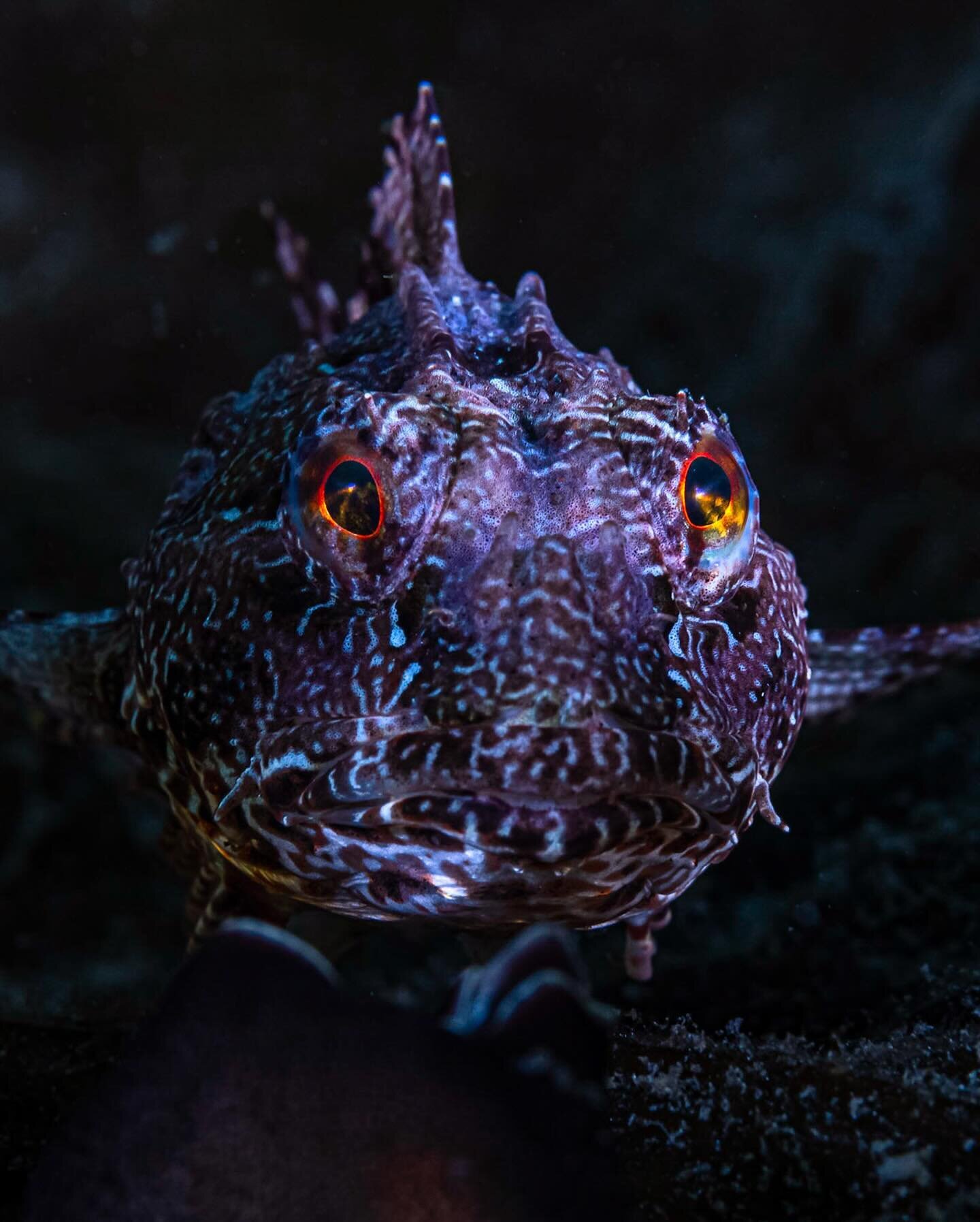 This sea scorpion has been awarded in the newly released results for the Underwater Photographer of the Year. Shot in the waters of Shetland that I have become extremely fond of - it displays the bursts of colour to be found in British waters. It's a