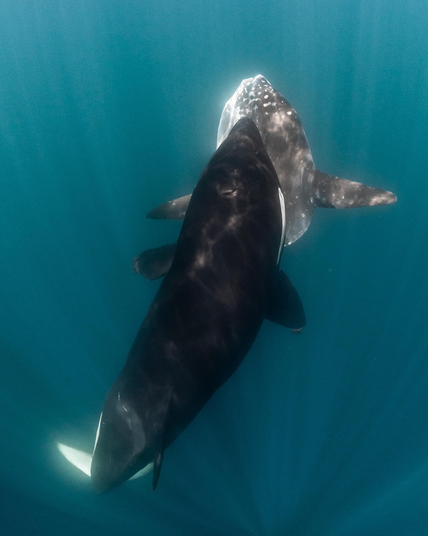 The big boss of the ocean is a dolphin not a shark.

In the Galapagos islands, orca pods enjoy a varied diet ranging from turtles to rays and, in this case, a sunfish. My heart skipped a beat as the killer whale rose up from the depths, balancing a m