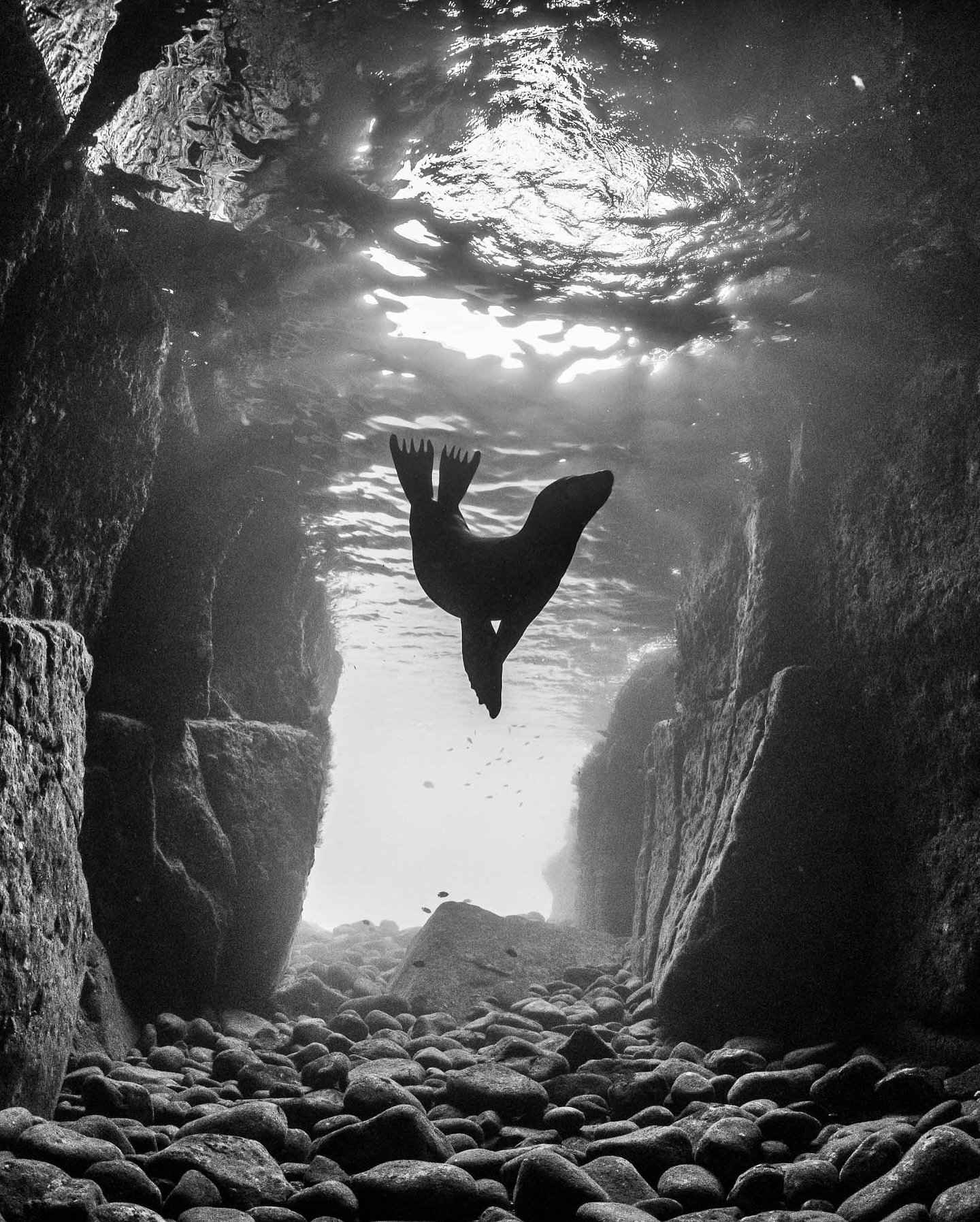 This image looks peaceful and serene, but behind the camera it was just the opposite. As I captured the image, half a dozen sea lion pups were busy playfully biting at my hair and camera. 

This underwater cavern is one of the pups&rsquo; favourite &