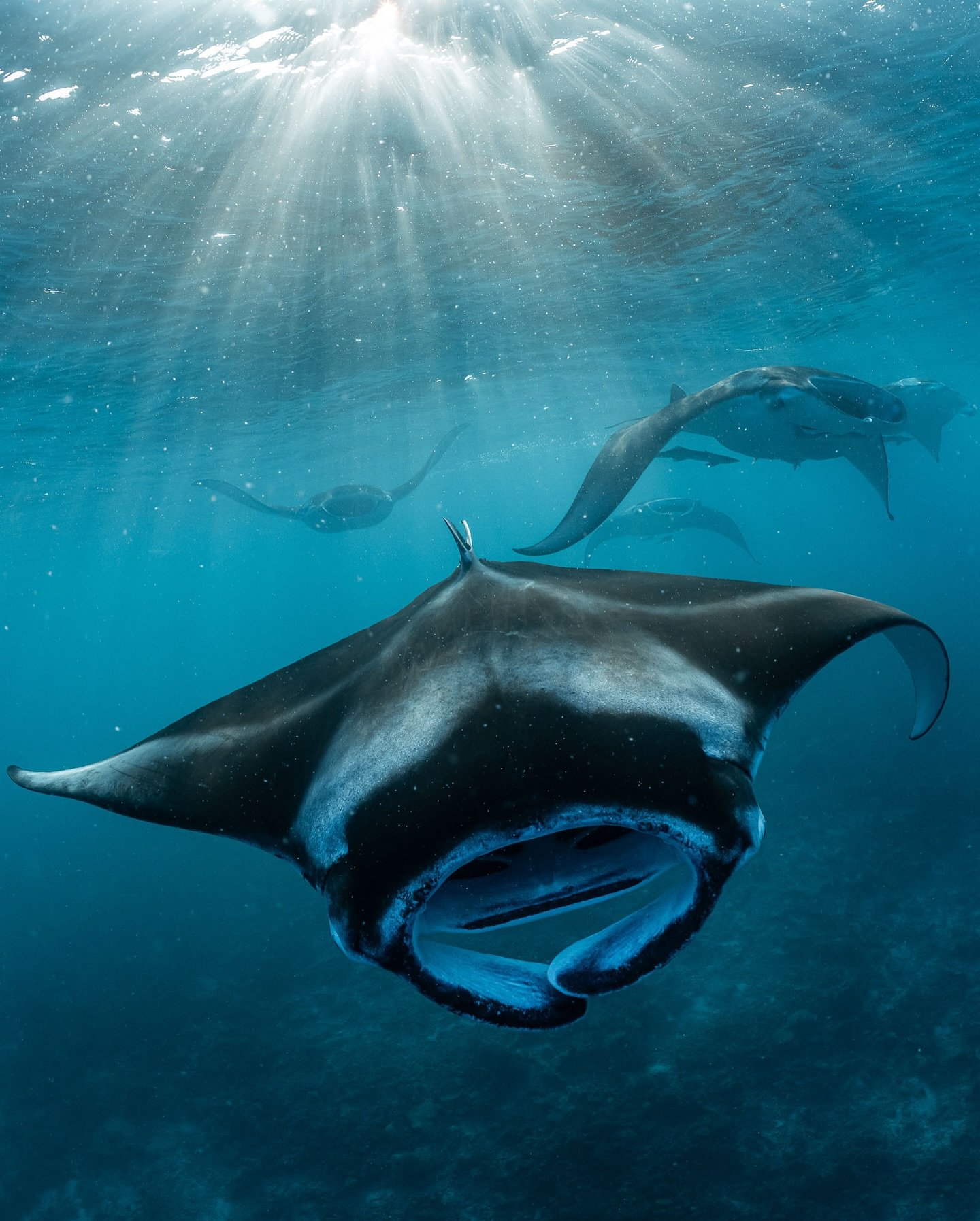 They said it wasn&rsquo;t manta season...but a plankton bloom has drawn these reef manta rays to South Ari Atoll and we had the privilege of sharing the water with them for 3 hours as these giant rays vacuumed up their microscopic food.