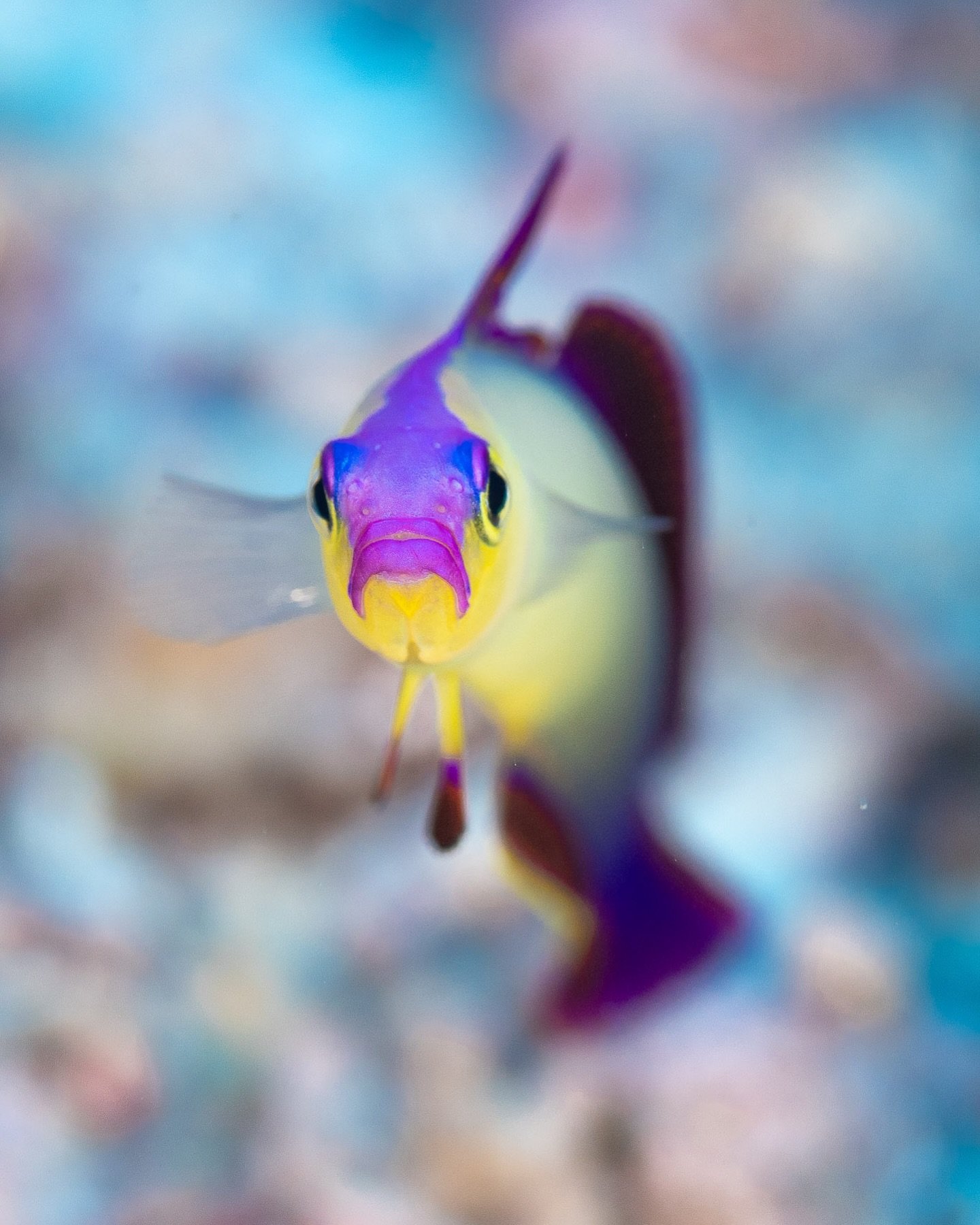 Why so serious?

The elegant firefish is rarely seen in the wild and there are just a few sites known in the Maldives where divers can bear witness to this vividly grumpy-looking fish. One of the reasons is that these firefish live on the edges of re