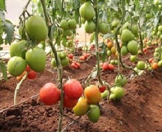 Right: EnviroOne encouraged farmers through its education and microfinancing programs to approach farming as a business. The results have been very encouraging.