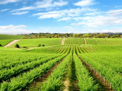 agric_img5.png