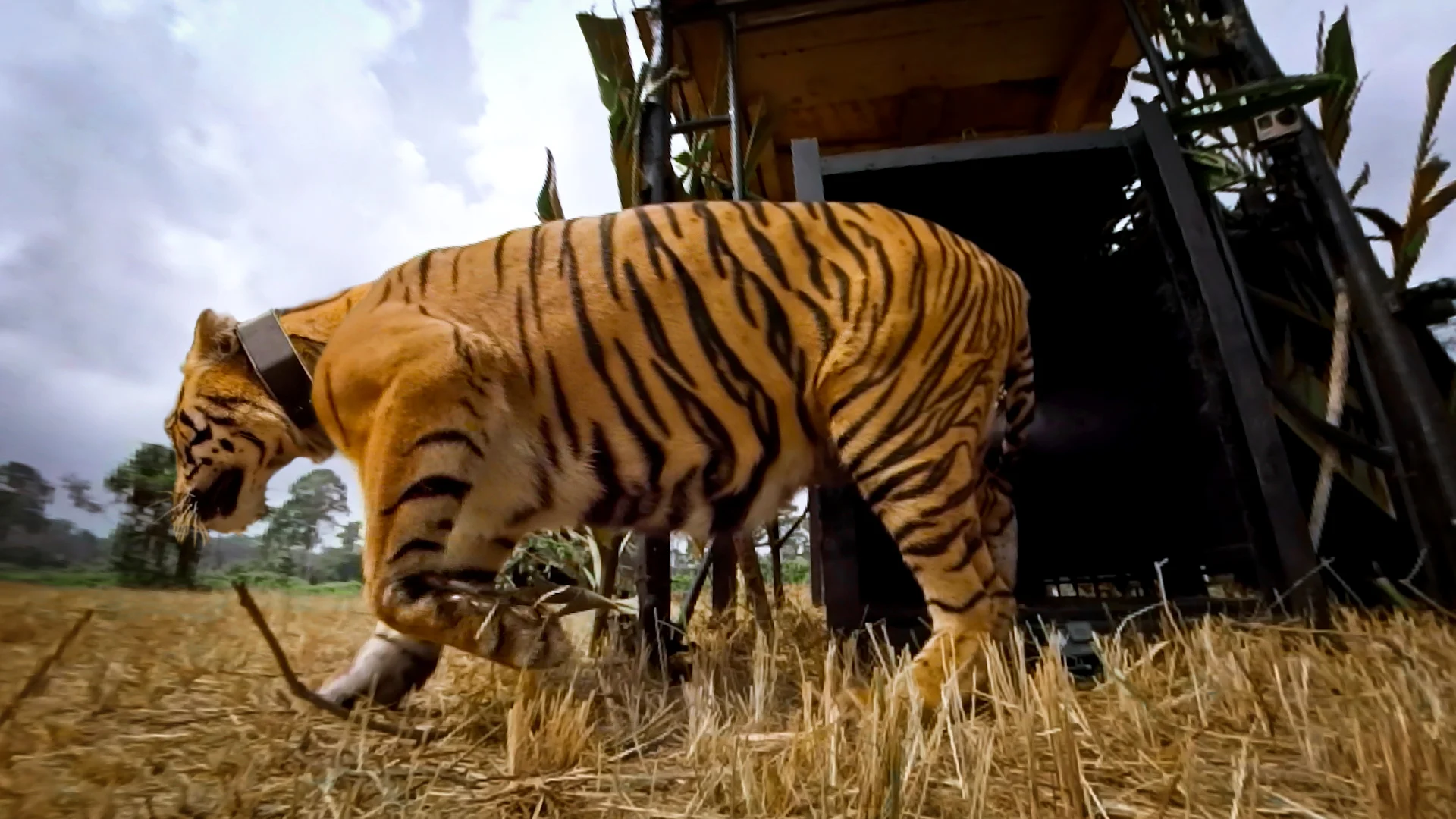 GoPro: Let the Tiger Go | Sound Design & Mixing
