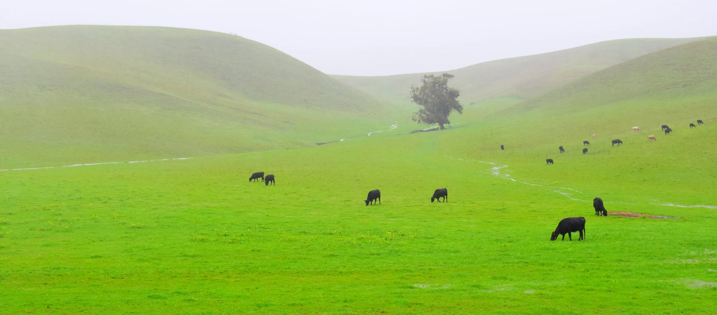 TP Proposed  Site taken from the south.JPG