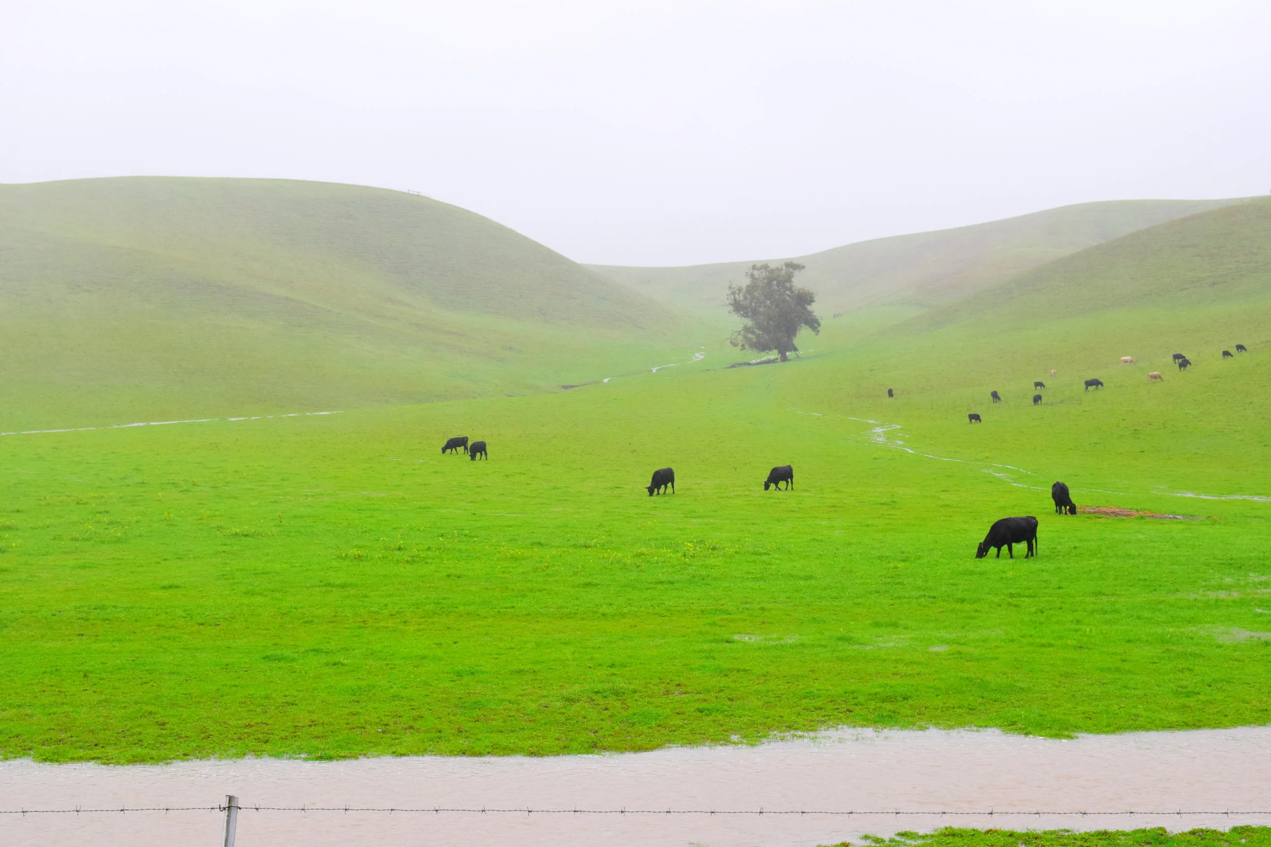 TP Proposed  Site taken from the south.JPG