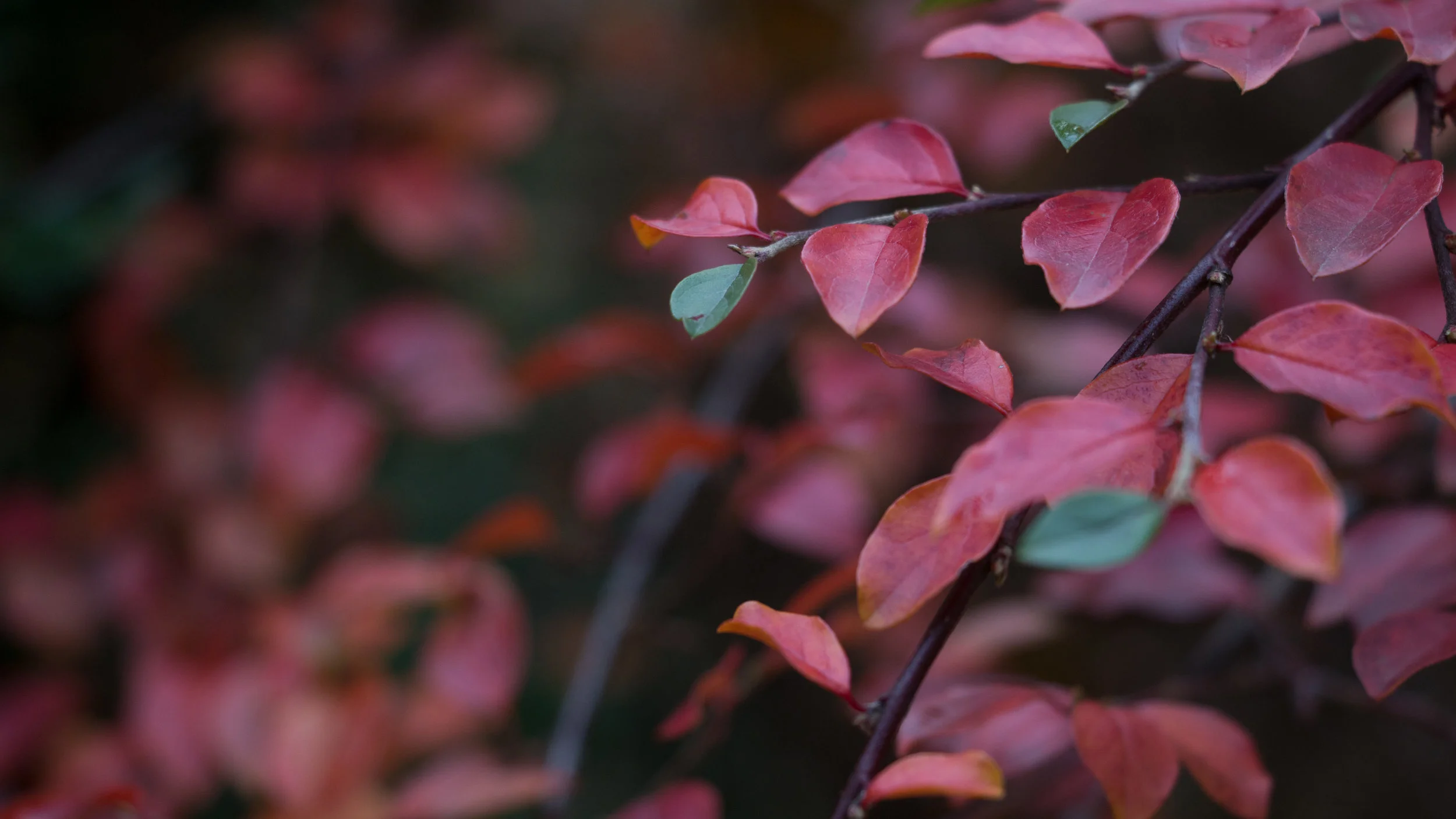 pexels-photo-692060.jpeg
