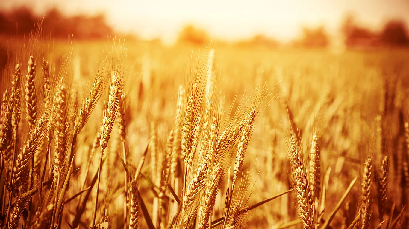 wheat for cadomax banner.jpg