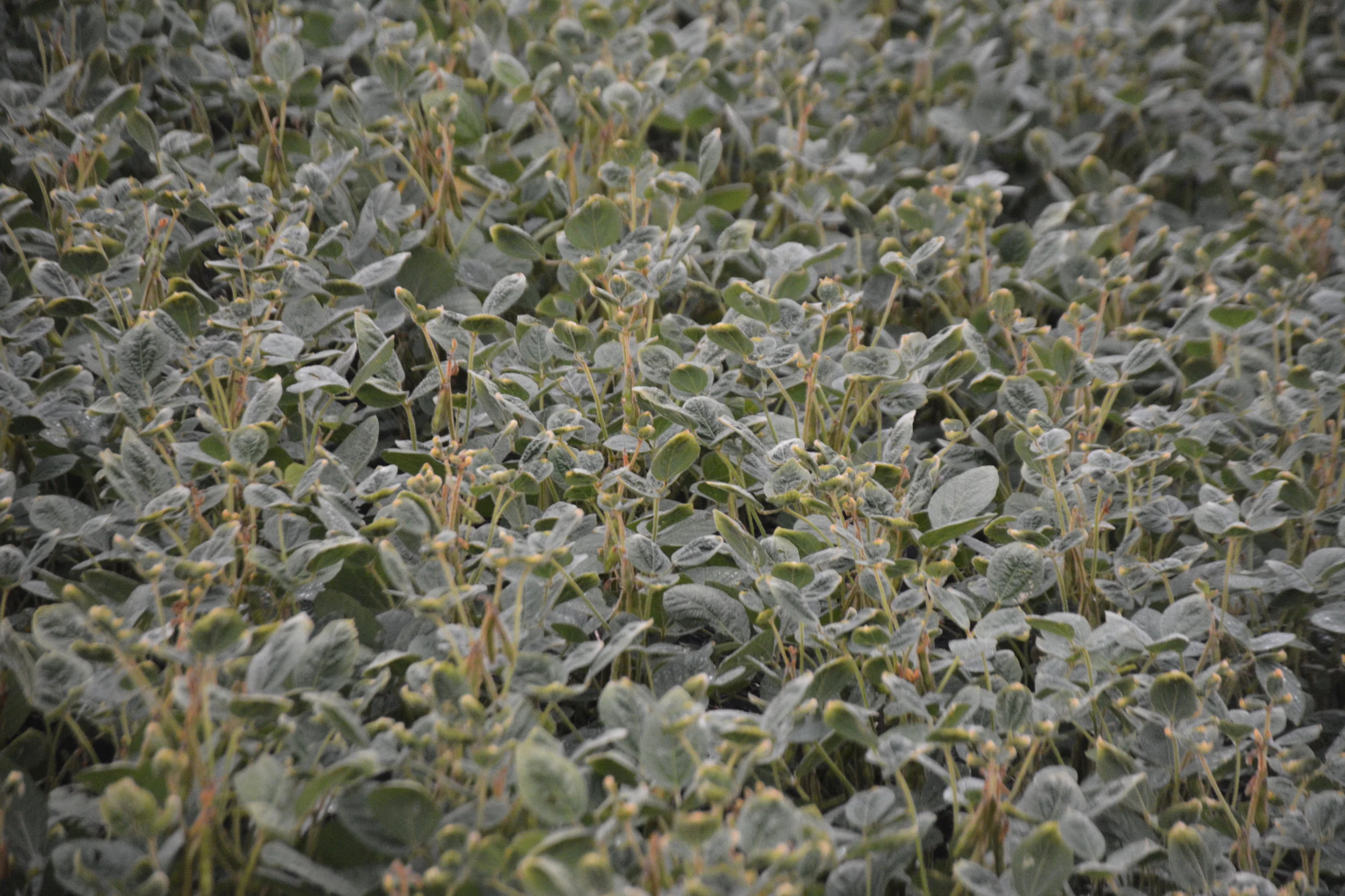 Dicamba injury to a soybean field in South Dakota.