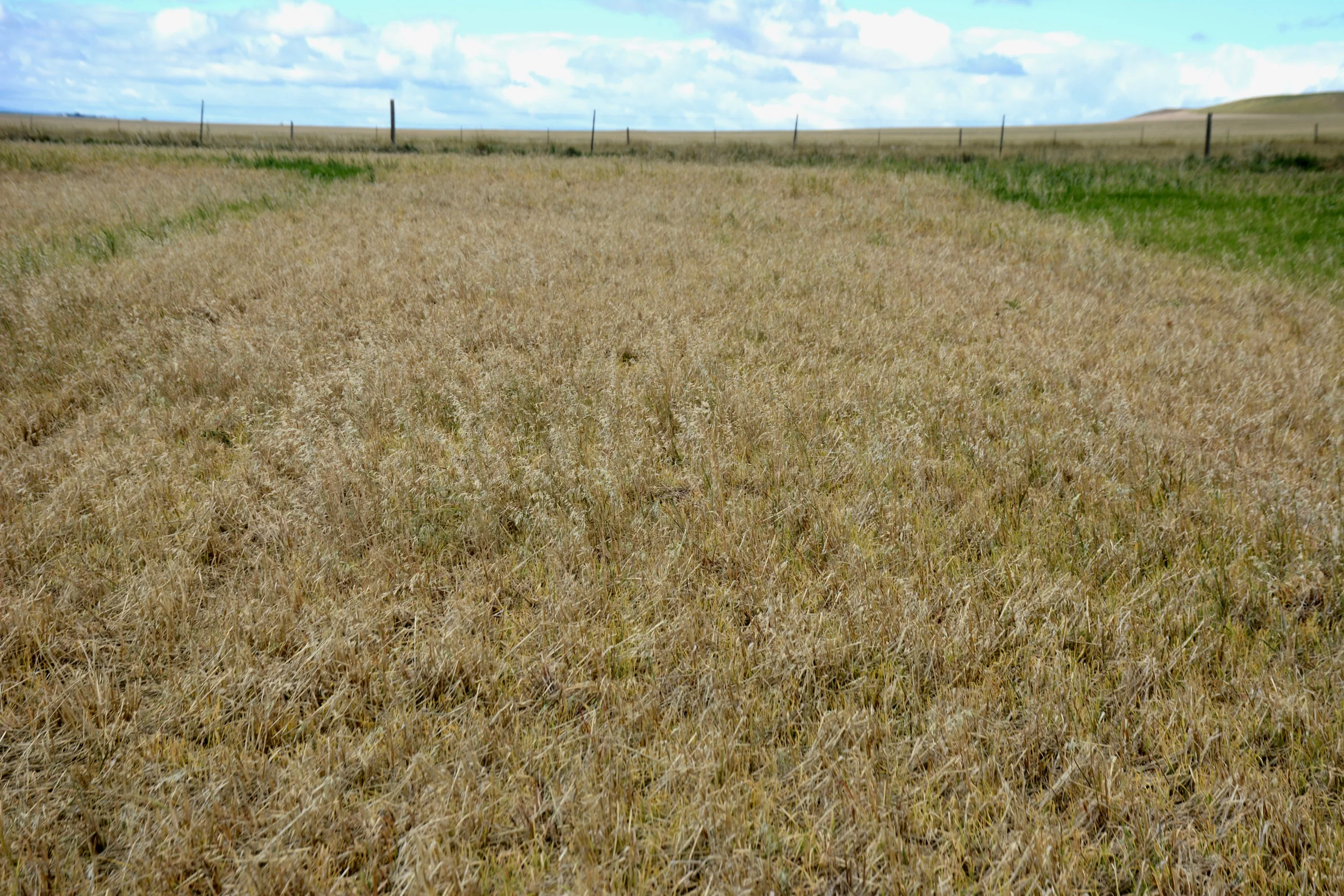 Glyphosate Follow Treatment with Full Load™ Adjuvant Containing AgraSyst’s Hard Water Scavenger System.