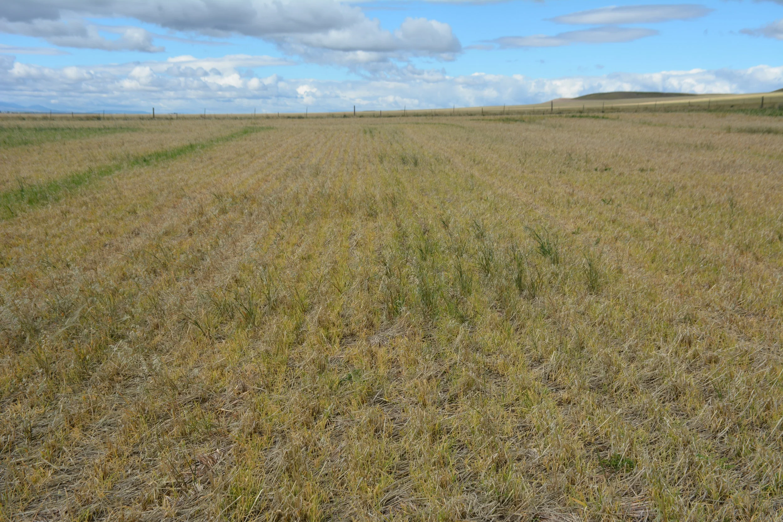 Glyphosate Follow Treatment with the Traditional AMS + NIS as the tank mix Additives.