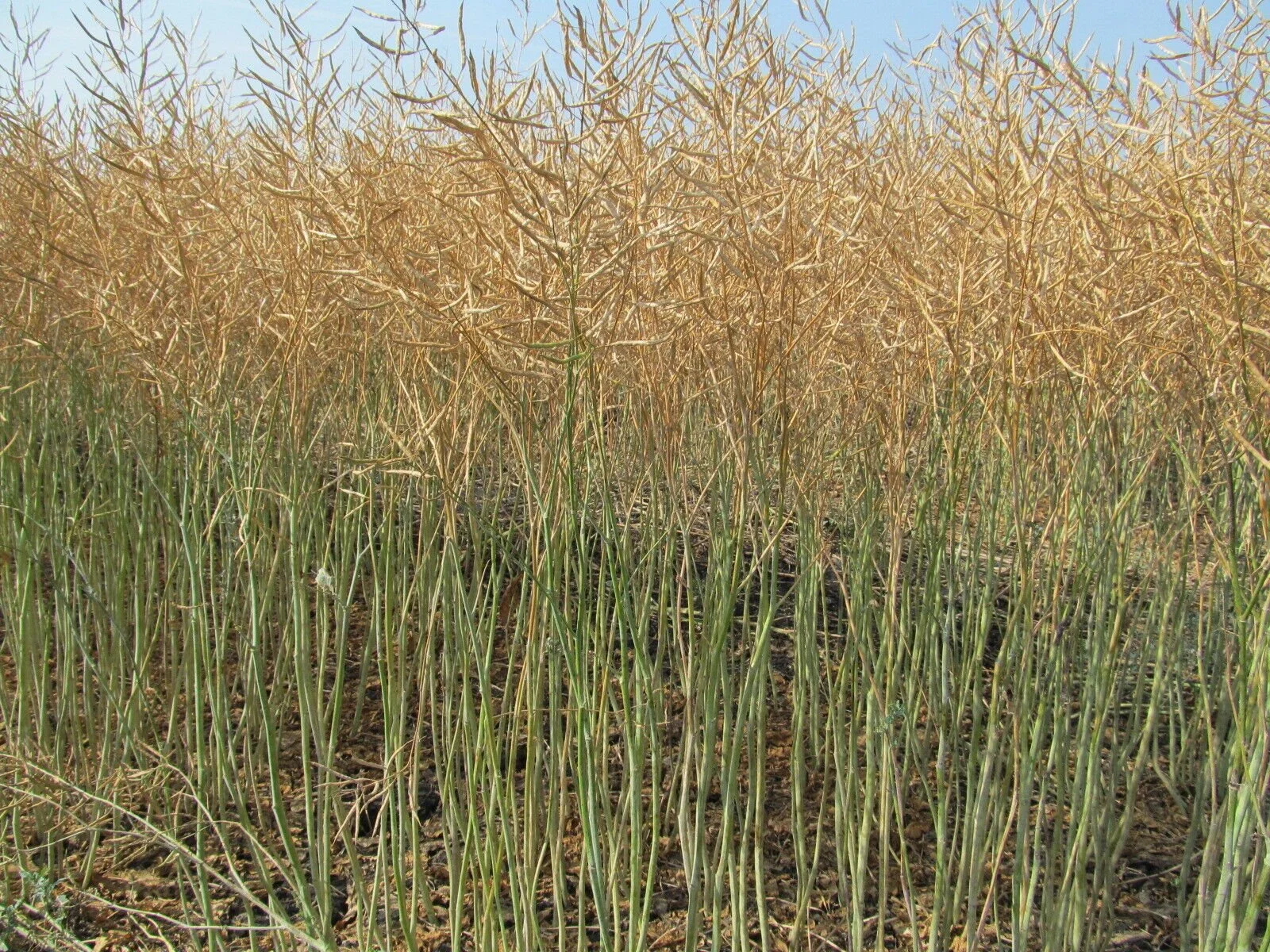 103 NDSU canola trial.jpeg