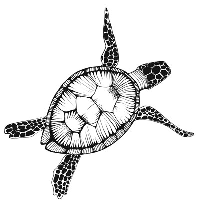 00turtle_1_small.jpg