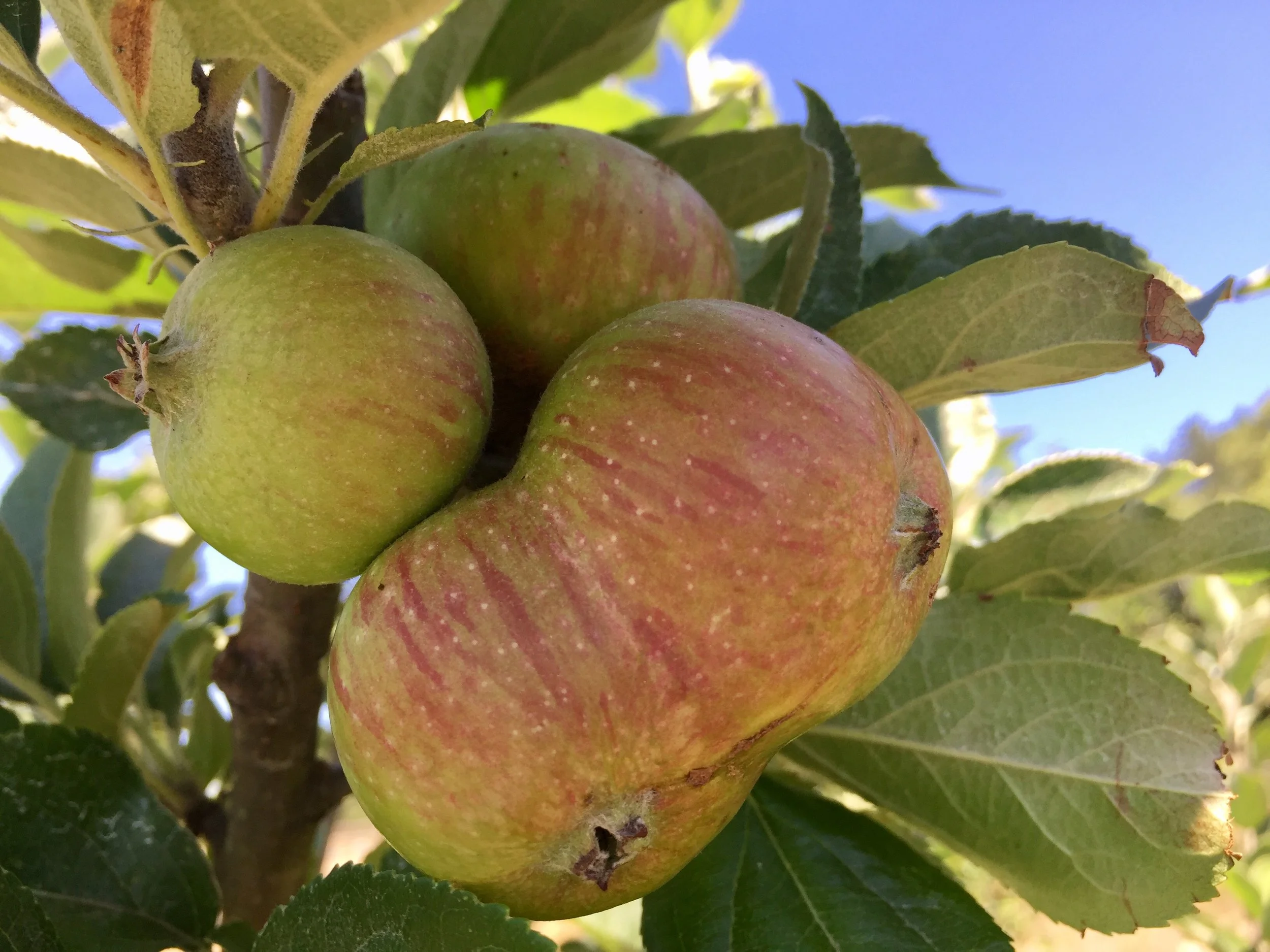 Retail Outlets For Ethic Ciders — Ethic Cider