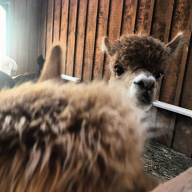 Peek-a-boo.  #alpaca #catskills #newyork #buckbrookalpacas