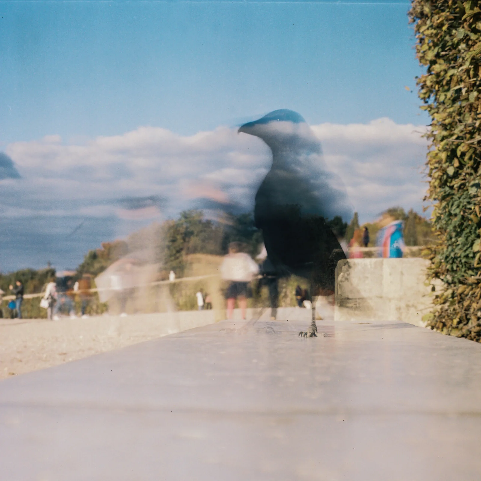 Mary Mathis. Crow, Versailles, France, 2018.