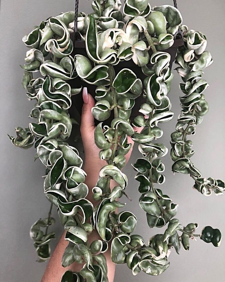 Can we just take a moment and appreciate this hoya compacta variegata??🙌🤩 pc: @stayathomeplantmom