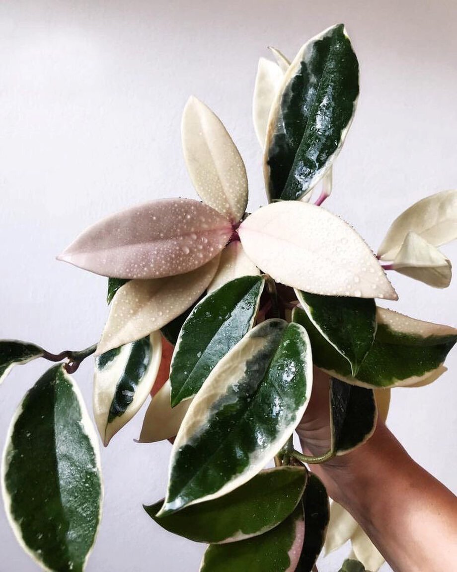 What a beaut🤩 hoya carnosa variegata ((so known as krimson princess) are one of my favorite hoyas in my home collection &sdot;﹏⌲ they love bright, indirect light and are sensitive to over watering (my kinda plant😏 I&rsquo;m a notorious underwaterer