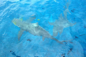 Butler Bora Bora Sharks-5