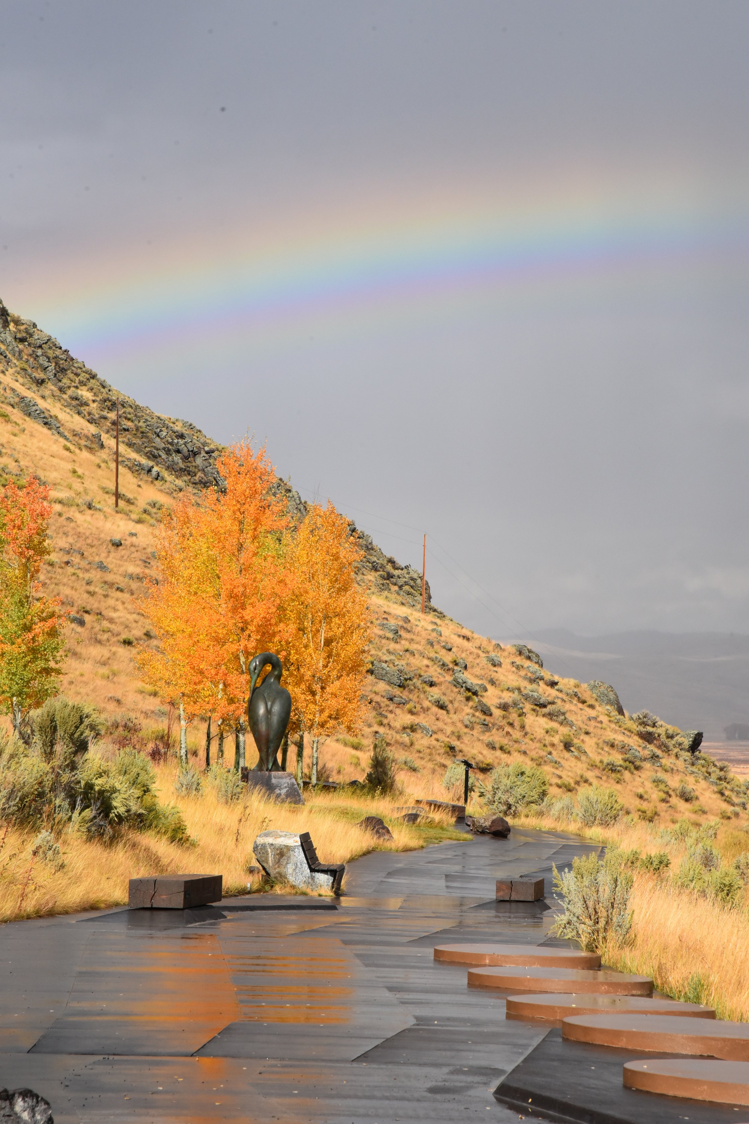 NMWA_Rainbow_Gudgeon Credit Required.JPG