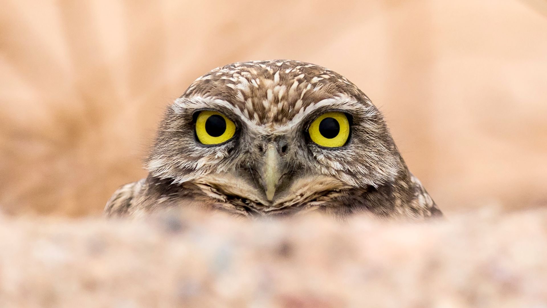 Are You an Early Bird or a Night Owl? Fascinating Facts About Your
