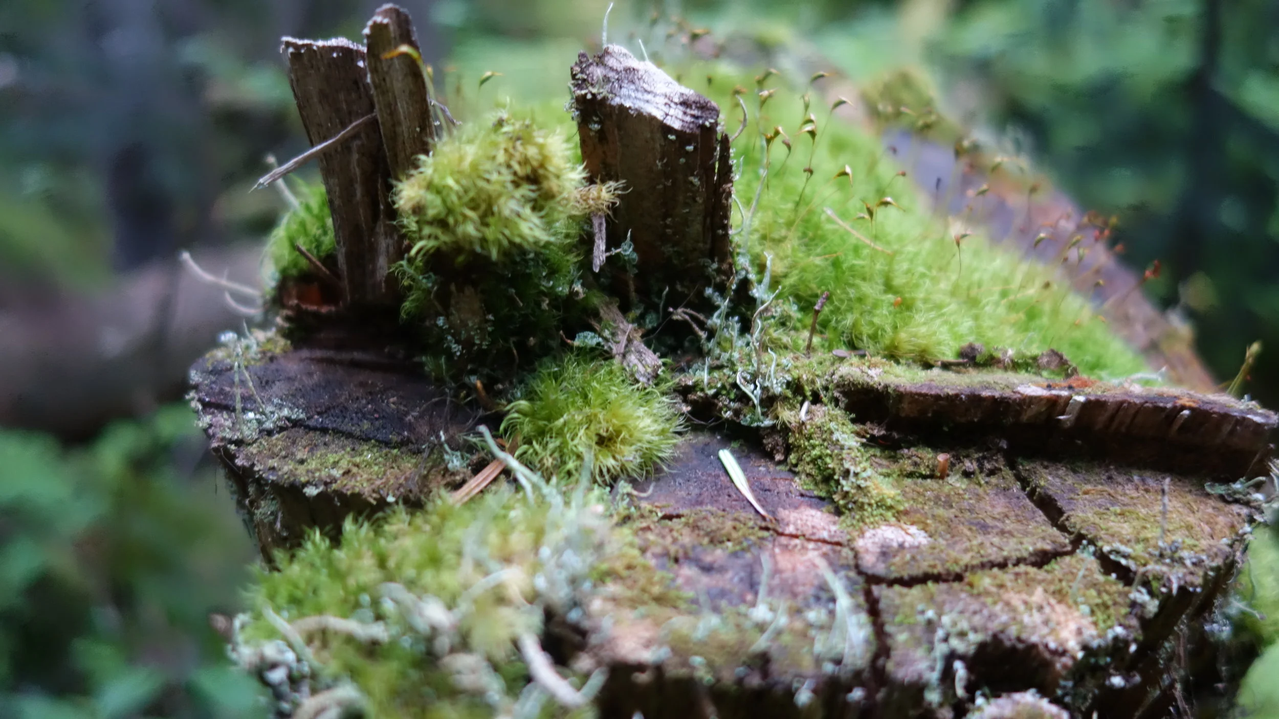 [Hell Lighting] Bugs