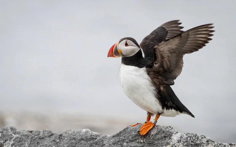The Puffin’s Progress